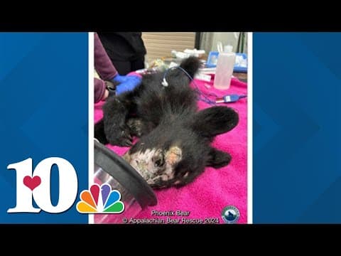 ABR takes in malnourished cub with burns on face, 5 cubs test positive for strep infection