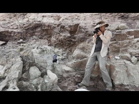 Newly discovered dinosaur to be displayed in museum