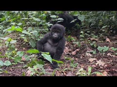 The rare opportunity to see endangered gorillas in the wild in Uganda