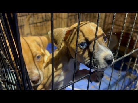 Juveniles set cat on fire in NE Houston, Pct. 1 says