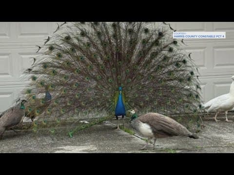 Pct. 4 deputies round up peacocks in northwest Harris County