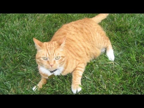 California man sentenced for torturing and killing at least 10 cats