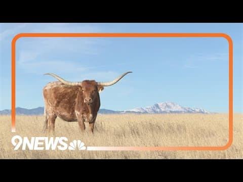Longhorns help kick off National Western Stock Show Parade