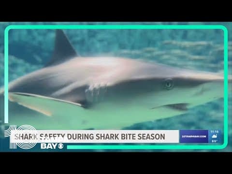 Fourth of July is peak time for shark bites, researchers say