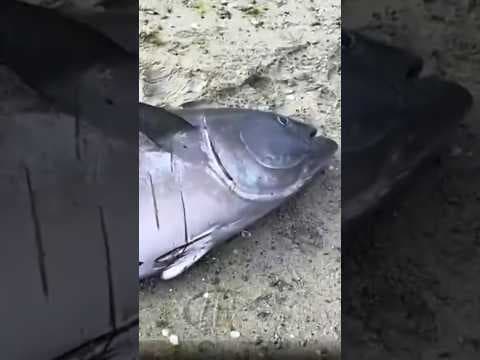 Whoa — bluefin tuna, usually found off California coast, washes up on Orcas Island