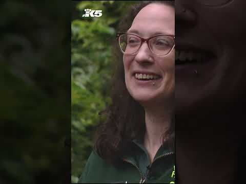 Gorilla at Woodland Park Zoo to soon give birth for the first time