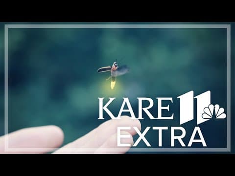 Experts warn fireflies are disappearing