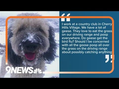 9NEWS viewer question: Geese, dogs and the bird flu