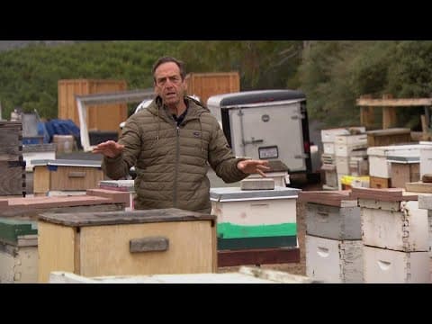 Hurricanes and other natural disasters take a toll on the nation's population of bees