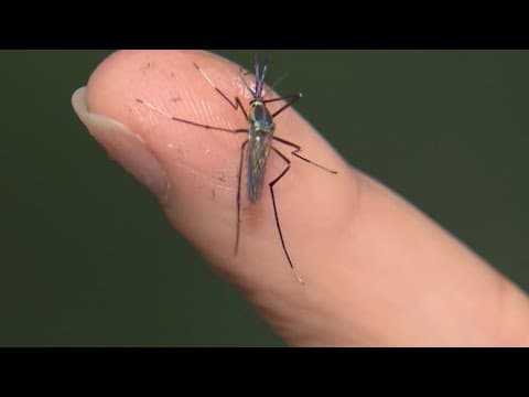 Mosquito activity will increase as Dallas dries out from recent storms