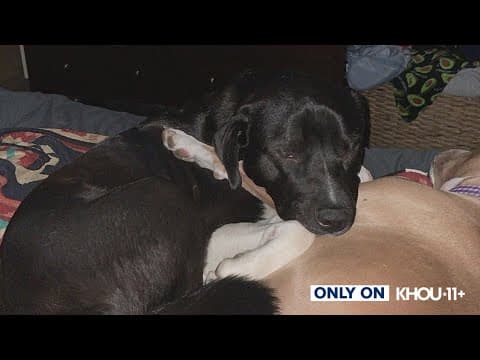 Dog dies after choking on leash at northwest Harris County doggy day care