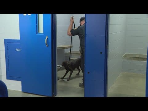 Harris County jail brings in new team of drug-detecting dogs to cut down on illegal contraband