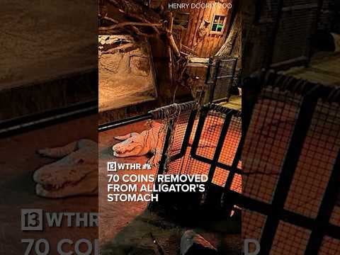 Alligator undergoes surgery to remove $7 worth of coins