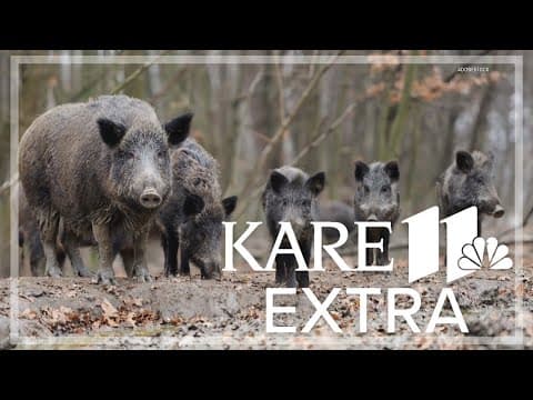 A Texas warning on wild pigs threatening Minnesota