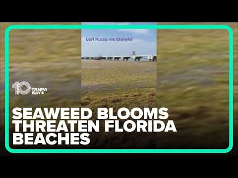 Seaweed blooms threaten Florida beaches