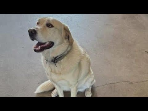 Fire department offers a reward for missing dog