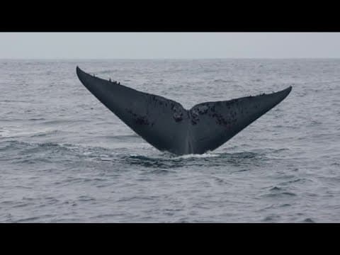 The rules of whale watching on the ‘Blue Super Highway’