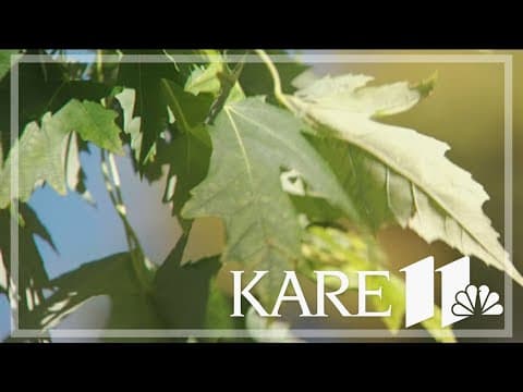 Weather whiplash leaves forest ecologists worried for Minnesota's trees