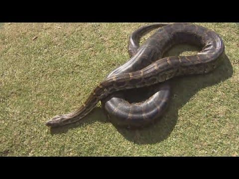 Zoo Day | Meet the Burmese python