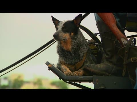 The right dog for the job, Doc Holiday will lead the military parade