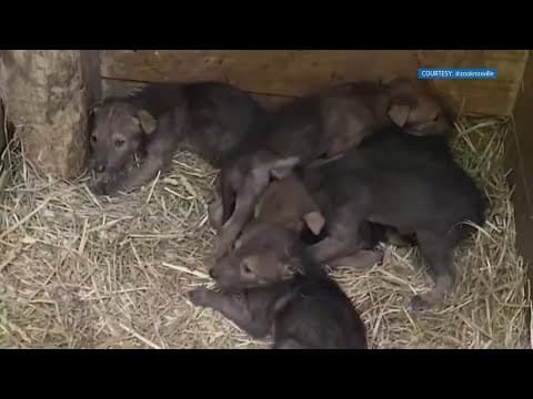Red wolf pups open their eyes at Zoo Knoxville