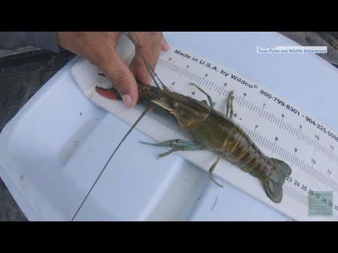 Invasive crayfish discovery raises red flags for Texas wildlife