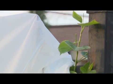 How to care for your plants after a freeze