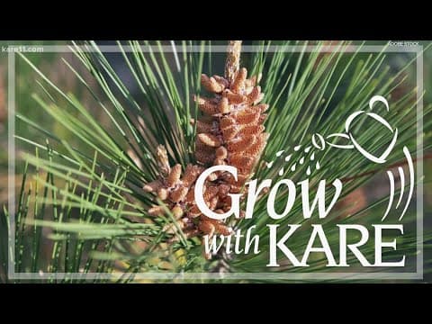 Grow with KARE: Don’t prune evergreens now