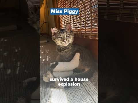 A lucky cat and a cold weekend! Here are three things to know from this week with #KARE11 Sunrise.