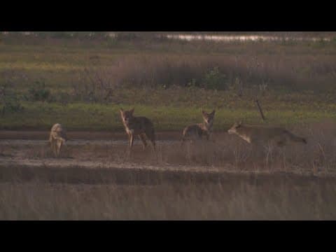 Galveston residents concerned resort, waterpark will displace prized pack of island's 'ghost wolves'