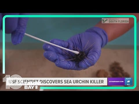 USF scientist discovers what is killing sea urchins across the Caribbean and parts of Florida's coas
