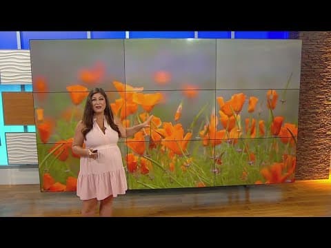 Working for Our Planet | Take photos of the Superblooms from afar