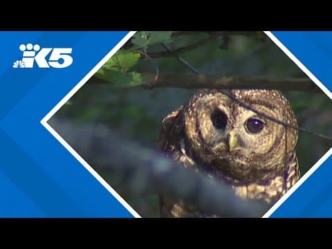 Killings of invasive owls to ramp up on US West Coast in a bid to save native birds