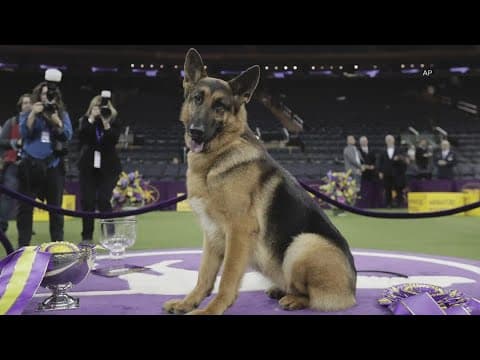 Ohioans rank German shepherds as favorite dog breed in Forbes survey