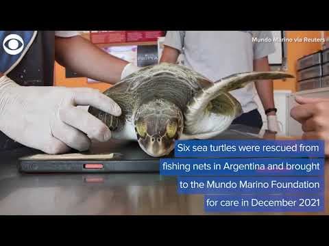 Sea turtles released back into ocean in Argentina