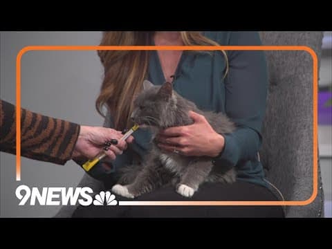'Feline Fix' to host breakfast to help cats in Colorado find homes