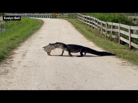 Gator carries fish across dirt road in Florida
