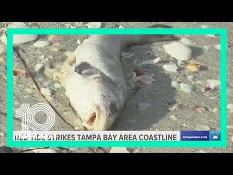 Red tide surge expected to stick around for a while, scientists say