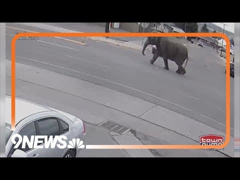 Elephant escapes from traveling circus in Montana