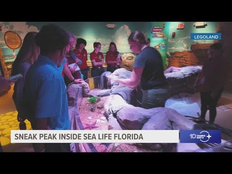 First look inside Legoland's new Sea Life Florida exhibit