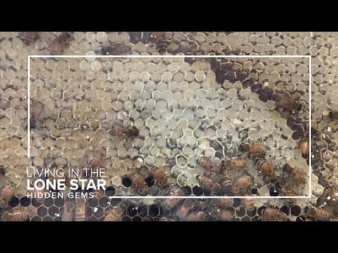 Explore Baytown's natural history at this interactive Hidden Gem