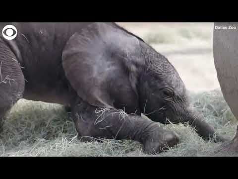 Baby elephant born at Dallas Zoo