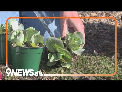 Vegetable gardening 101: These are the first plants to sow in the spring