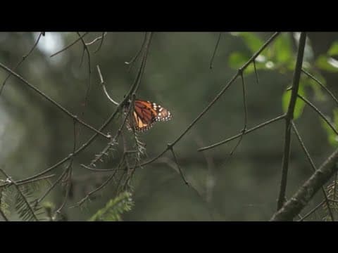 The number of monarch butterflies at their Mexico wintering sites has plummeted this year