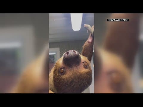 NOVA wild introduces new two-toed sloths