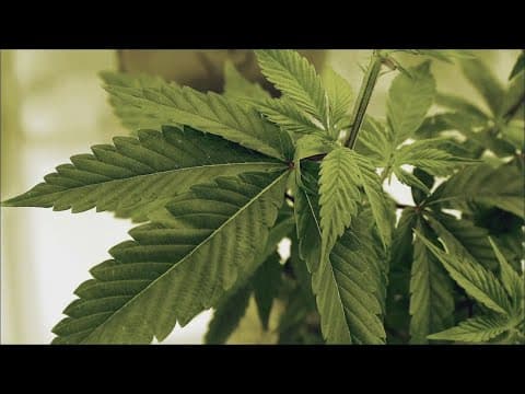 Dallas City Council pushing for decriminalization of marijuana