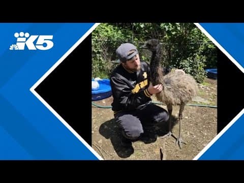 Emu found safe near her home in Puyallup
