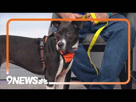 Petline9: Ari needs a forever home