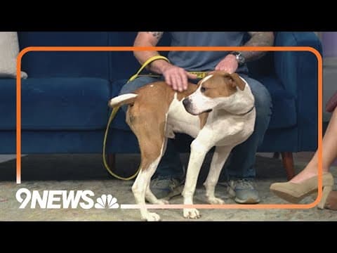Sweet and playful pitbull-terrier-hound mix needs forever home