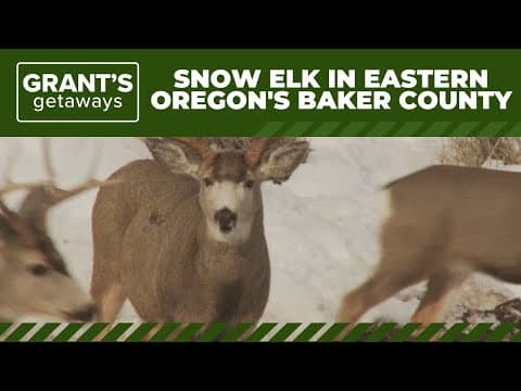 See snow elk in Eastern Oregon's Baker County